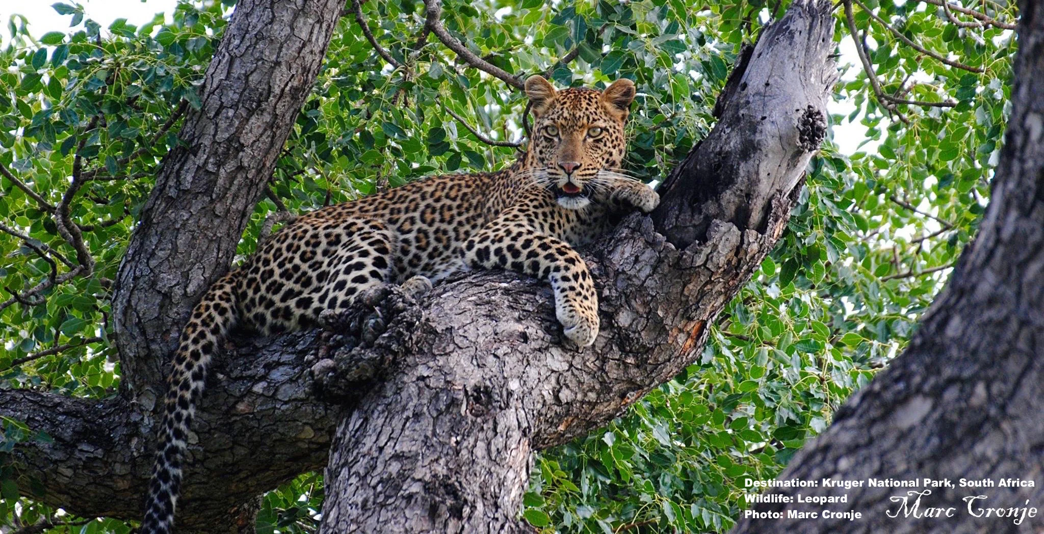 Go to South Africa's Kruger National Park and see the big cats for yourself. Marc captured the image of this beautiful leopard "three clicks past Lubye Lubye" Image: MArc Cronje Thanks Marc!