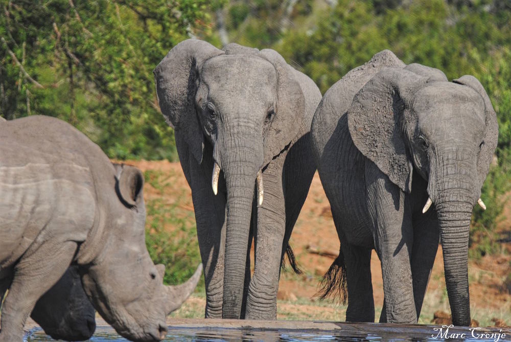 Kruger National Park — Destination: Wildlife™