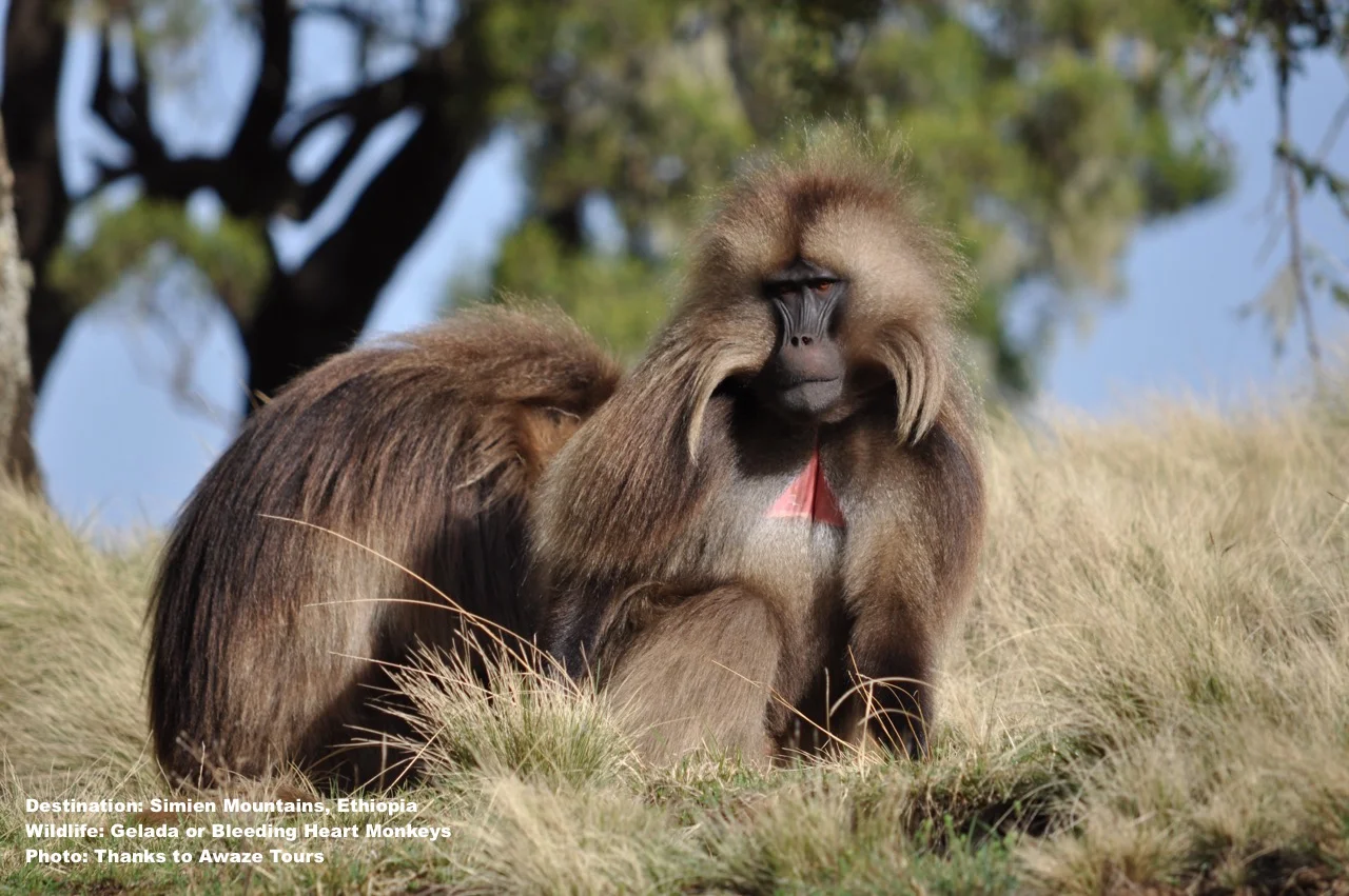 Unlikely Partnership: Gelada monkeys seem to make hunting mole rats easier for the wolves & Ethiopian wolves seem to scare away feral dogs bothering the monkeys. Image: Awaze Tours , ethiopia
