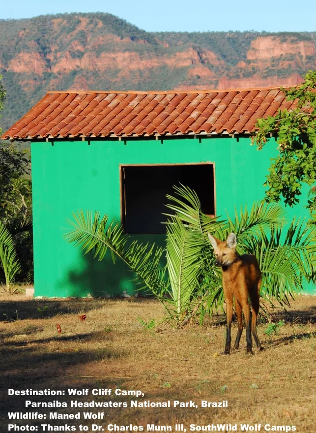 MANED WOLVES COME RIGHT INTO THE WOLF CLIFFS CAMP AT PARNAIBA HEADWATERS NATIONAL PARK, BRAZIL. PHOTO: DR. CHARLES A MUNN & SOUTHWILD WOLF CAMPS.