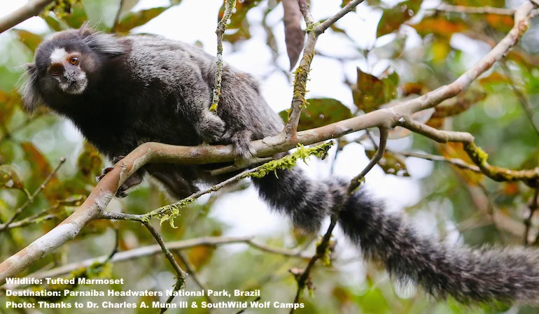 A TUFTED MARMOSET IS ONE OF THE MANY SPECIES THAT MAKE ITS HOME IN THE CERRADO. PHOTO: DR. CHARLES A. MUNN III