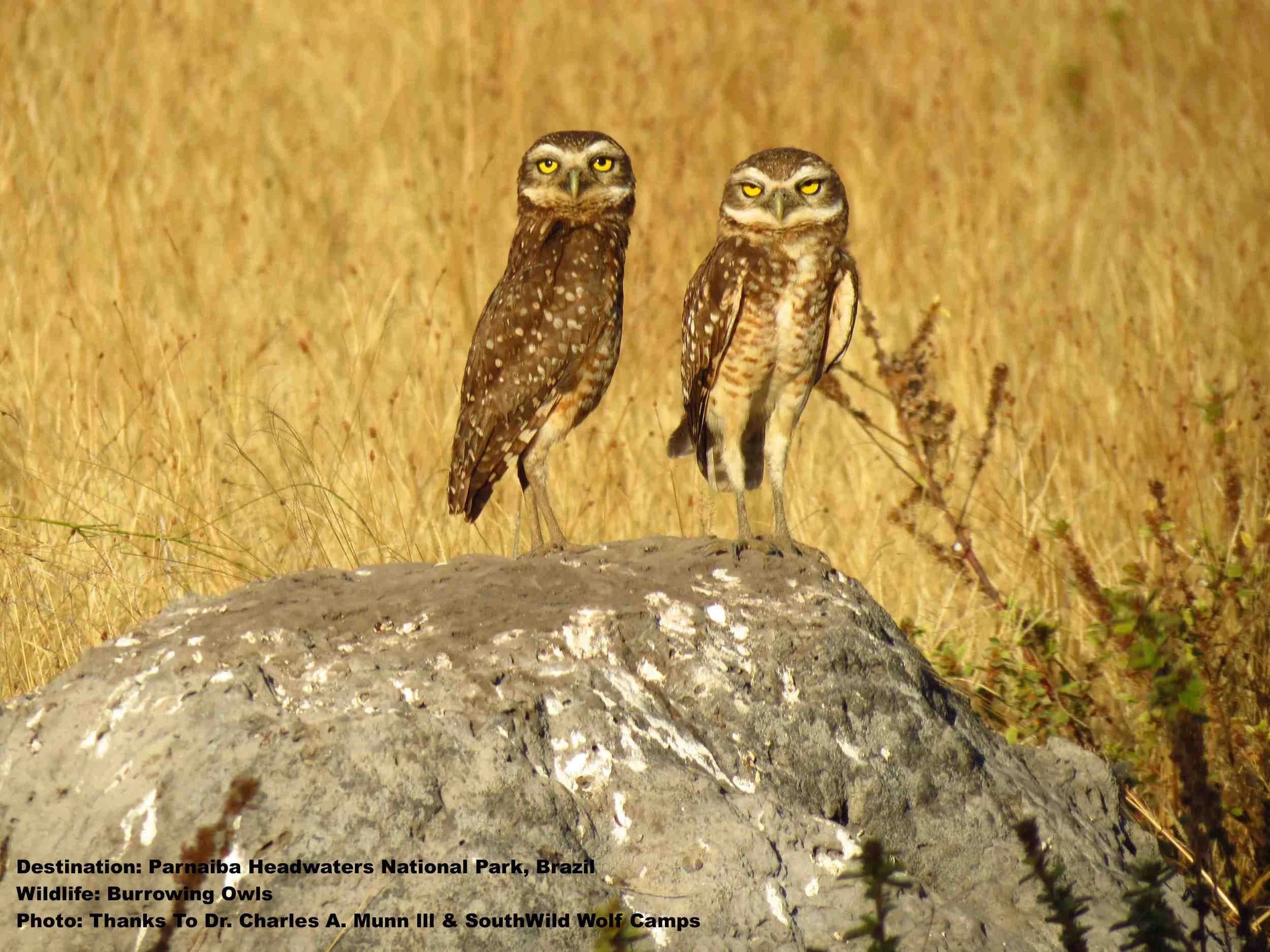 BE WISE! ALWYS DO YOUR VISA, VACCINATION, AND BEST PRACTICES RESEARCH PRIOR TO FINALIZING TRAVEL PLANS. BURROWING OWLS AT PARNAIBA HEADWATERS NATIONAL PARK. PHOTO: DR. CHARLES A. MUNN III AND SOUTHWILD WOLF CAMPS.
