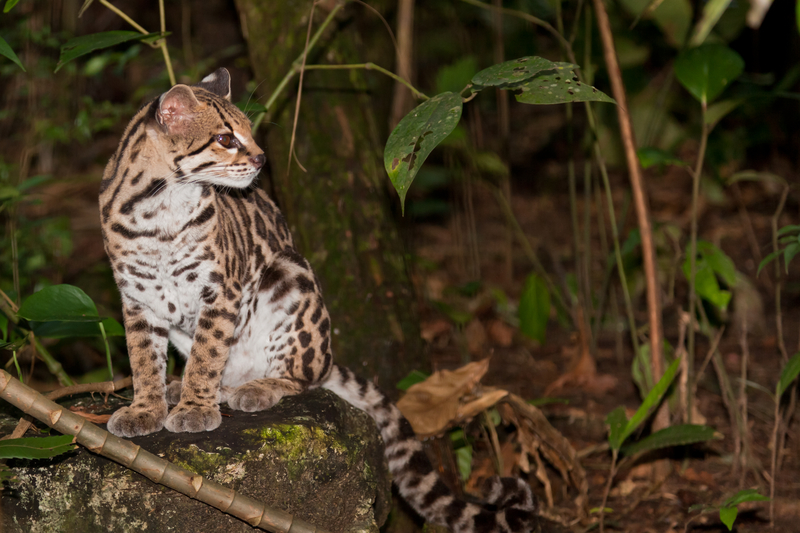 A PROTECTED RESIDENT OF COCKSCOMB BASIN WILDLIFE SANCTUARY. DURING THE 1960'S AND '70'S 200,000 OCELOT SKINS WERE TRADED ANNUALLY. ©Tamifreed⎮DREAMSTIME.COM