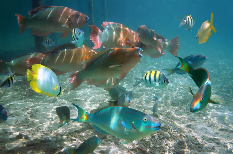FISH GATHER AT GLADDEN SPIT & SILK CAYES MARINE PRESERVE TO SPAWN ©SEAPHOTART⎮DREAMSTIME.COM