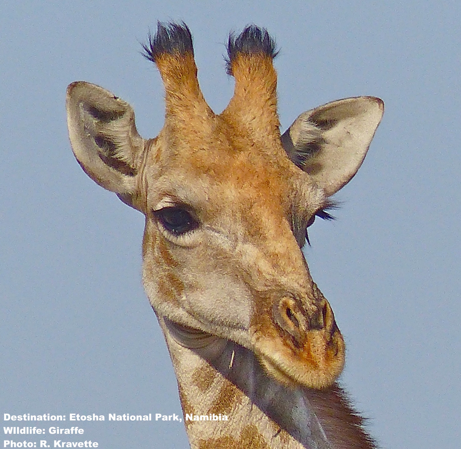 Girafe : taille, description, biotope, habitat, reproduction