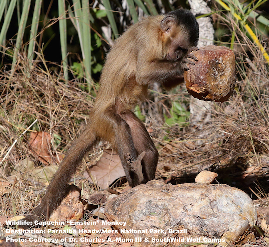Do not miss the tool using capuchin (dubbed "Einstein") monkeys when you visit Wolf Cliffs Camp, PHNP, Brazil Image: Thanks to Dr. Charles A. Munn III & SouthWild Wolf Camps.