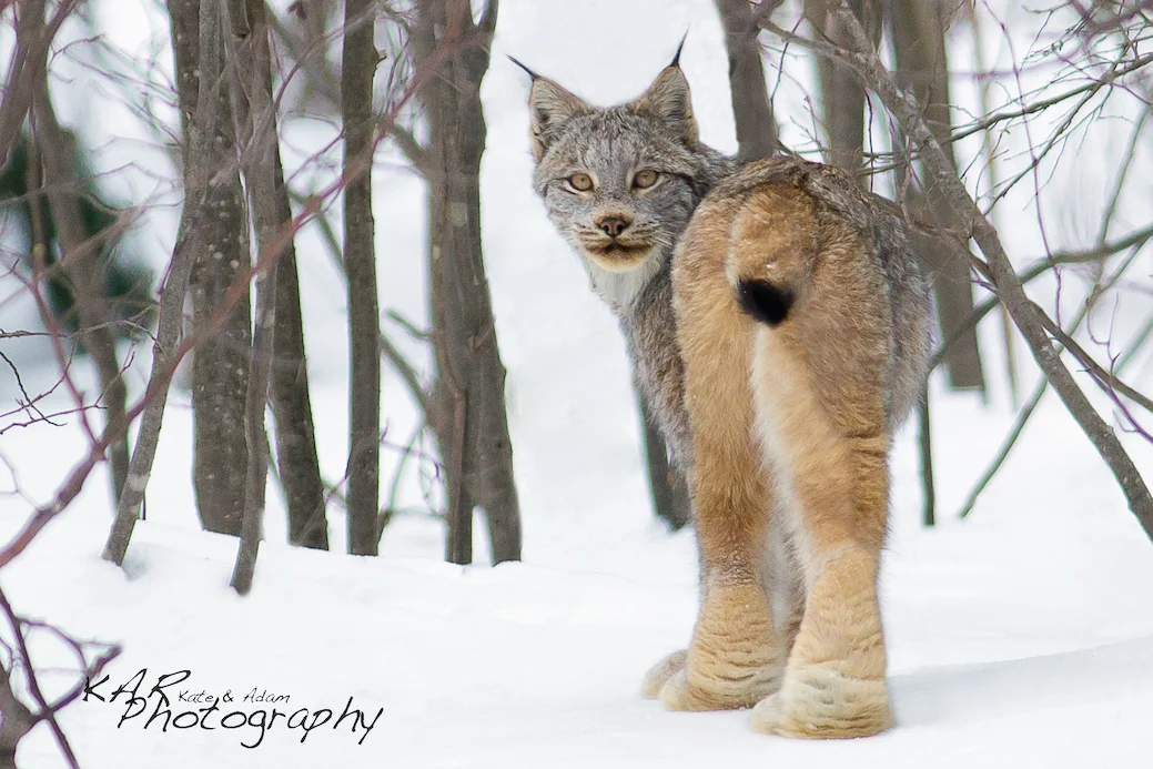 Infinite patience, even in sub zero weather, is a necessity for a wildlife photographer. It paid off with this image of the elusive and rare Canadian Lynx. Image: Thanks to © KAR Photography.