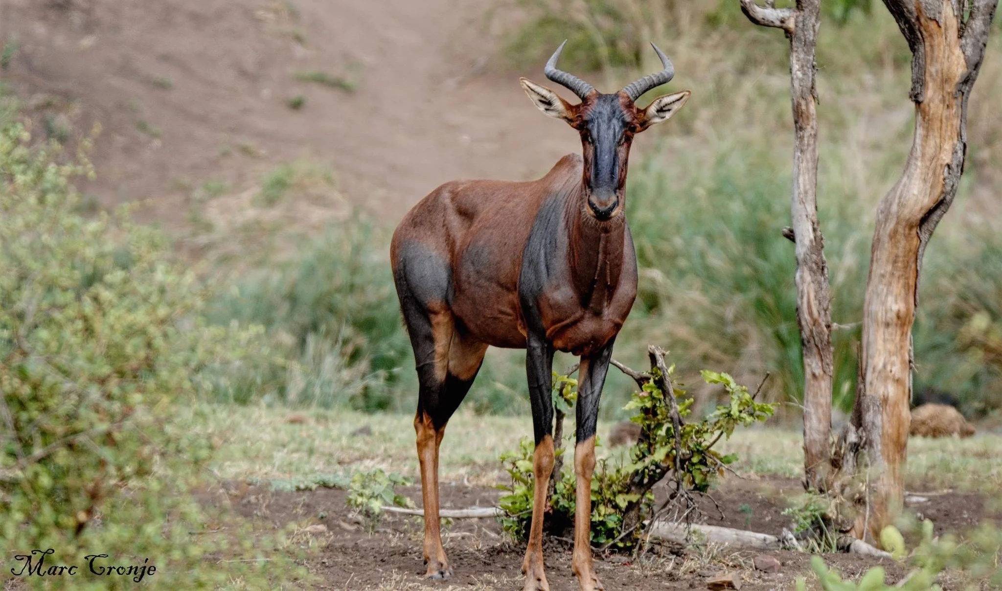 Kruger's "more rustic and more wild" far north region around the Shingwedzi River has many species not easily found elsewhere, like this Tsessebe. Fun Fact: southern Africa's fastest antelope (38mph / 60km) are so curious that they would prefer to stick around to watch you watch them than run away. Image: ©Marc Cronje