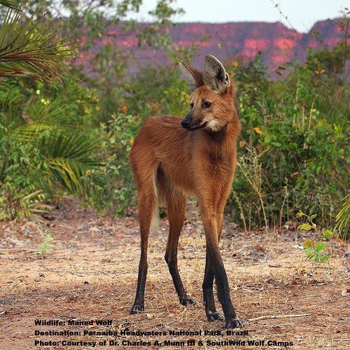 Maned_wolf_Cerrado_Parnaiba_Munn.jpeg