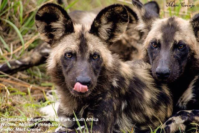 Painted_Dog_Wild_Dog_Africa_Marc_Cronje.jpg