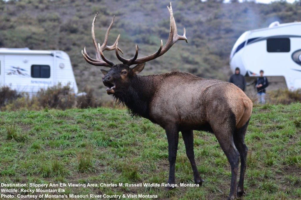 THE ELK SEEM TO UNDERSTAND THAT SLIPPERY ANN IS A NO HUNT ZONE. THEY HAVE NO PROBLEM WITH FOLKS COMING TO WITNESS THEIR MATING RITUALS. IMAGE: COURTESY OF ©MONTANA'S MISSOURI RIVER COUNTRY.