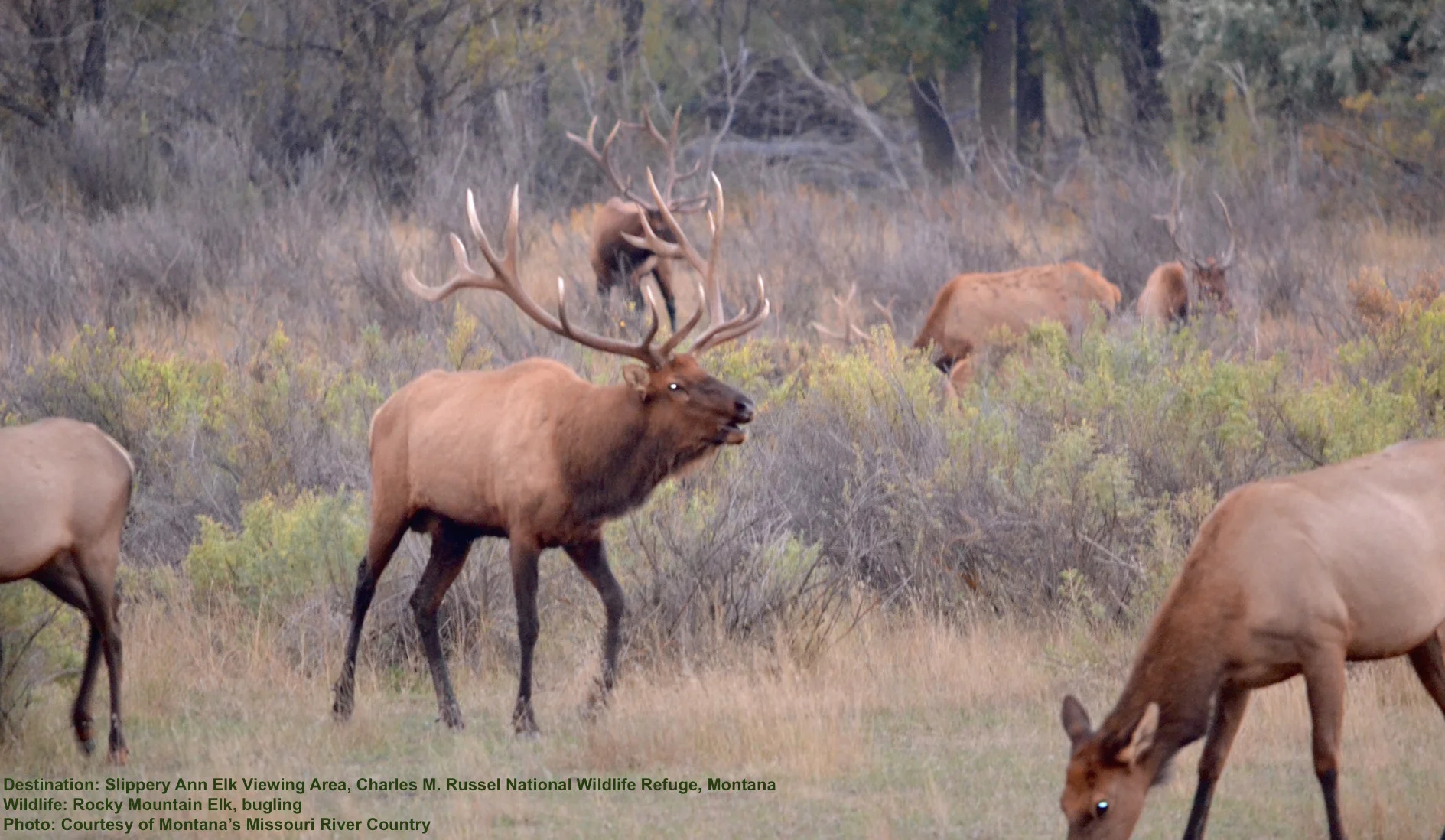 Slippery Ann s Amazing Bugling Elk Destination Wildlife 