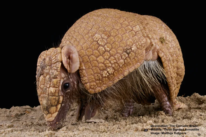 ANOTHER CERRADO NEAR EXTINCTION MIRACLE! THE THREE BANDED ARMADILLO WAS THOUGHT TO BE GONE UNTIL A FEW POPULATIONS WERE FOUND. THEY ARE ONLY IN THE CERRADO. IMAGE: © MATTHIJAKOIPERS⎮DREAMSTIME.COM