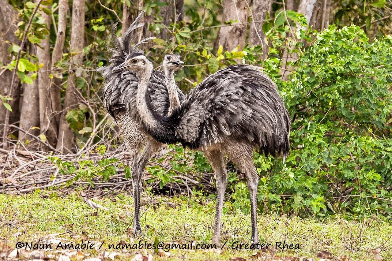 THE GREATER RHEA IS THE WESTERN HEMISPHERES LARGEST BIRD. THEY ARE FLIGHTLESS, LIKE THE AFRICA'S OSTRICH. EMAS NATIONAL PARK WAS NAMED FOR THIS RESIDENT, "EMAS" MEAS RHEA. IMAGE: ©NAUN AMABLE COURTESY OF SOUTHWILD WOLF CAMPS