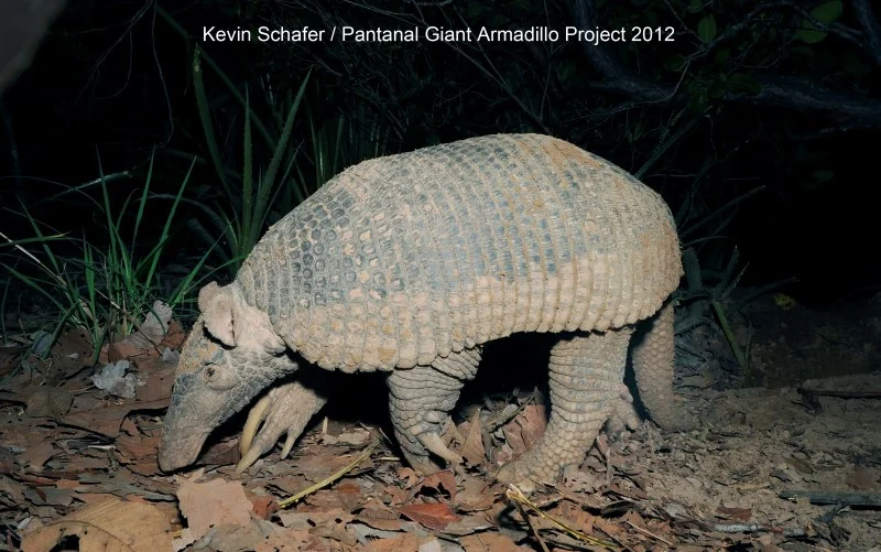 THE GIANT ARMADILLO IS ALSO CERRADO RESIDENT, AT UP TO 3.5 FT (106 CM) AND 72 LBS (33KG). THIS GIANT LIVES UP TO HIS NAME! IMAGE: KEVIN SHAFER AND THE PANTANAL GIANT ARMADILLO PROJECT