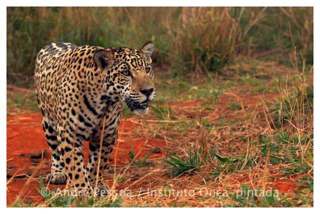 JAGUAR, THE BIGGEST CAT IN THE WESTERN HEMISPHERE, MAY HAVE NEW HOPE FOR SURVIVAL IN THE CERRADO'S GRASSLANDS THANKS TO A RECENT AGREEMENT BETWEEN FARMERS, RANCHERS AND CONSERVATIONISTS. NEAR EMAS NATIONAL PARK, BRAZIL. IMAGE: ANDRE PESSOA FOR THE JAGUAR CONSERVATION FUND.