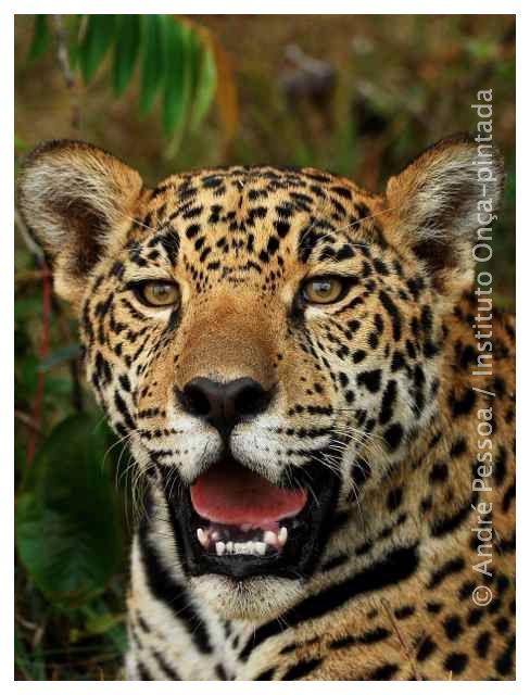 JAGUAR IS THE ONLY CAT IN THE NEW WORLD THAT CAN ROAR. PHOTO: ANDRE PESSOA FOR JAGUAR CONSERVATION FUND.