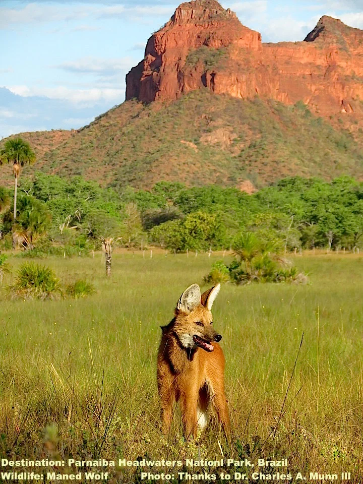 MANED WOLVES ARE BUILT TALL TO LOOK OVER CERRADO'S GRASSLANDS. PHOTO: THANKS TO ©DR. CHARLES A. MUNN III & SOUTHWILD WOLF CAMPS.