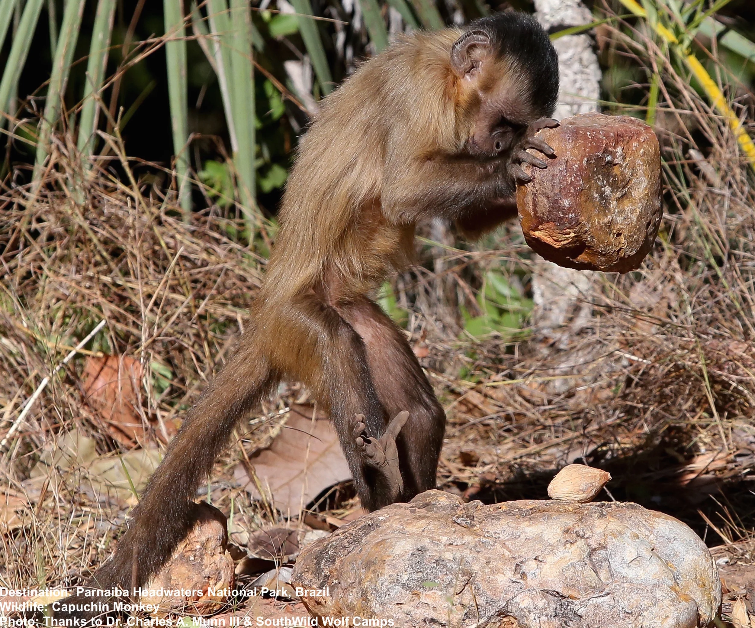 "EINSTEIN" MONEKEYS HAVE BEEN DOCUMENTED USING TOOLS CONSISTANTLY. THEY ARE ONLY IN PARQUE NACIONAL DAS RIO PARNAIBA (PARNAIBA HEADWATERS NP) IN BRAZIL'S CERRADO. IMAGE: THANKS TO ©DR. CHARLES A. MUNN III 7 SOUTHWILD WOLF CAMP.
