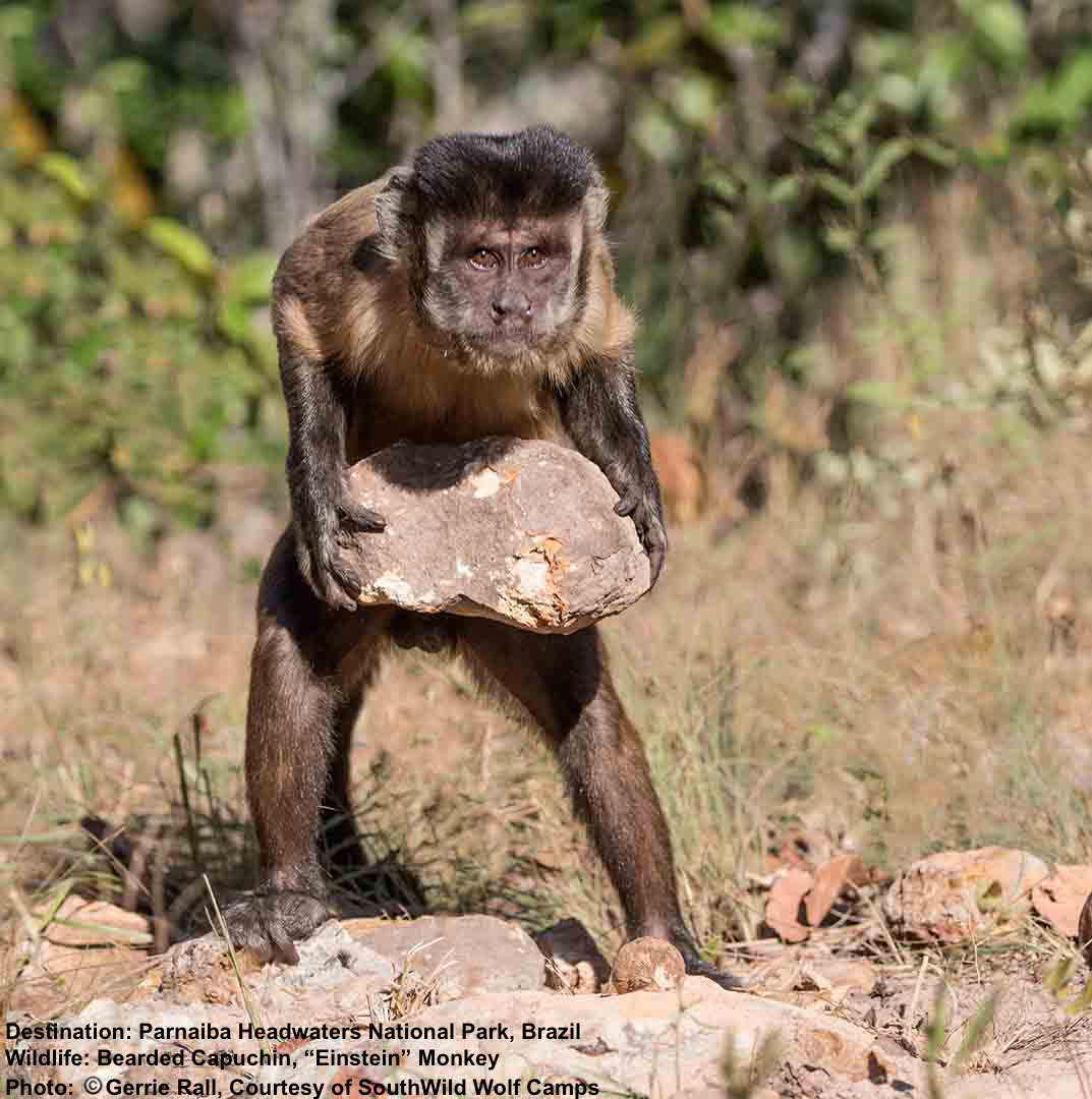 7 Do-Not-Miss Animals in the Wild Cerrado — Destination: Wildlife™