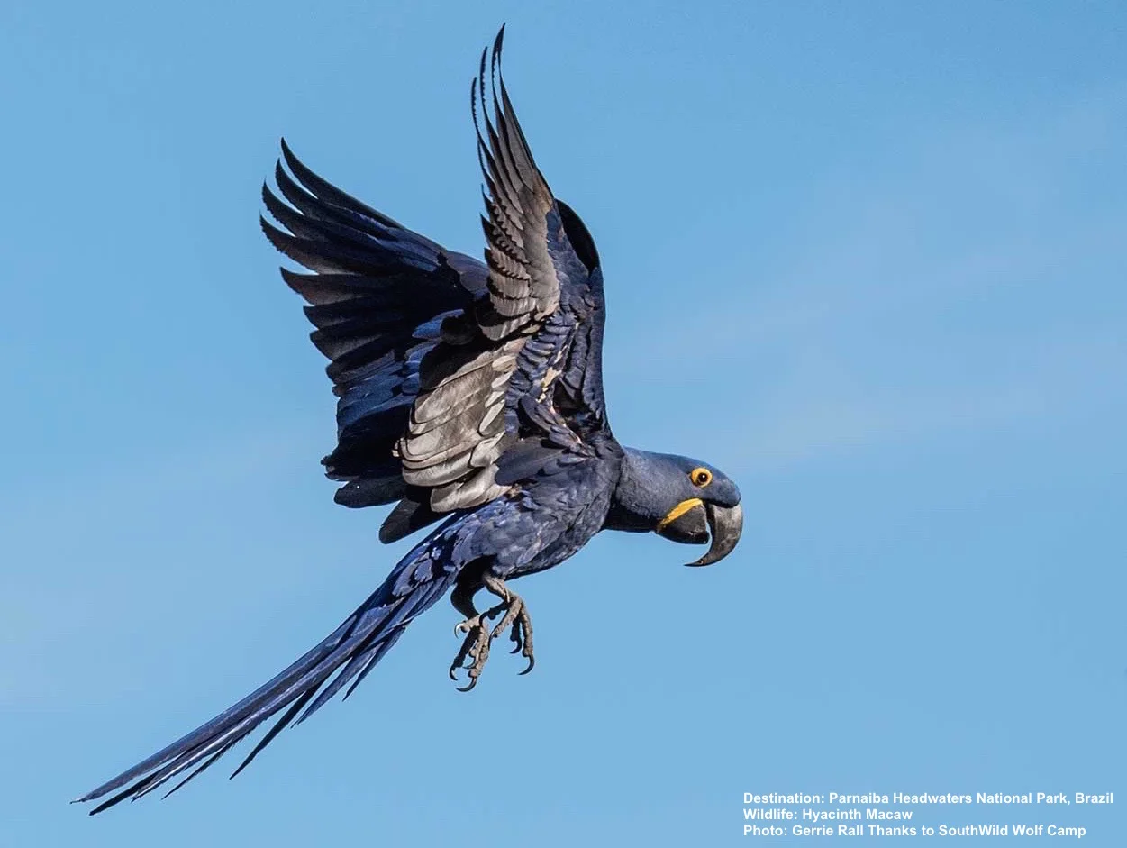 HYACINTH MACAWS WERE HUNTED ALMOST TO EXTINCTION. TODAY, FORMER TRAFFICKERS ARE THEIR BEST PROTECTORS. WATCH THEM FROM THE SPECIAL BLIND AT WOLF CAMP, PARNAIBA HEADWATERS NATIONAL PARK. IMAGE: ©GERRIE RALL WITH THANKS TO SOUTHWILD WOLF CAMPS