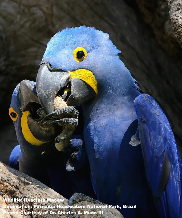 THE HYACINTH MACAW MAY HAVE SOME HEALTH SECRETS TO SHARE. THEY DO NOT DEVELOP HEART DISEASE FROM THEIR SUPER SATURATED FAT DIET. IMAGE: THANKS TO CHARLES A. MUNN III & SOUTHWILD WOLF CAMPS.