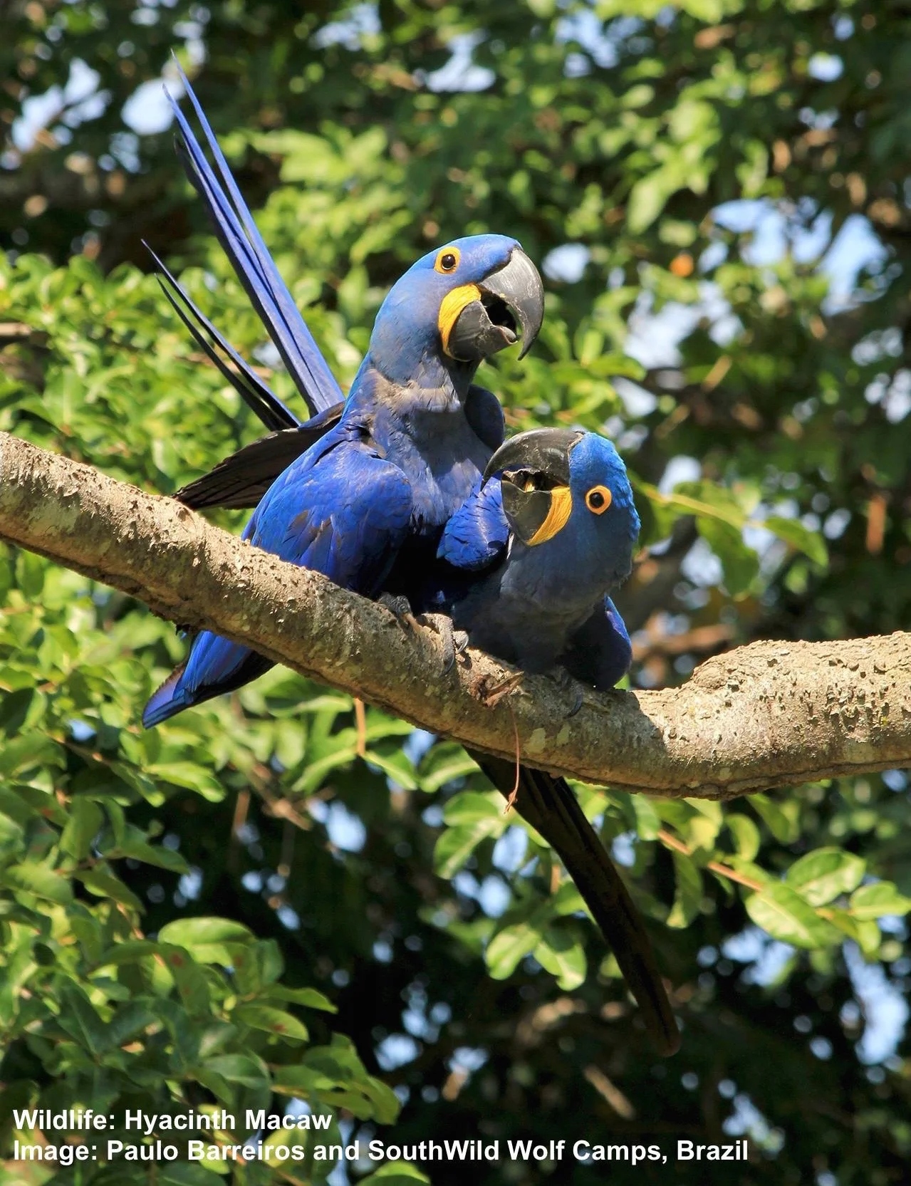 HYACINTH MACAWS AT AN INTIMATE MOMENT. IMAGE: ©PAULO BARREIROS THANKS TO SOUTHWILD, BRAZIL.