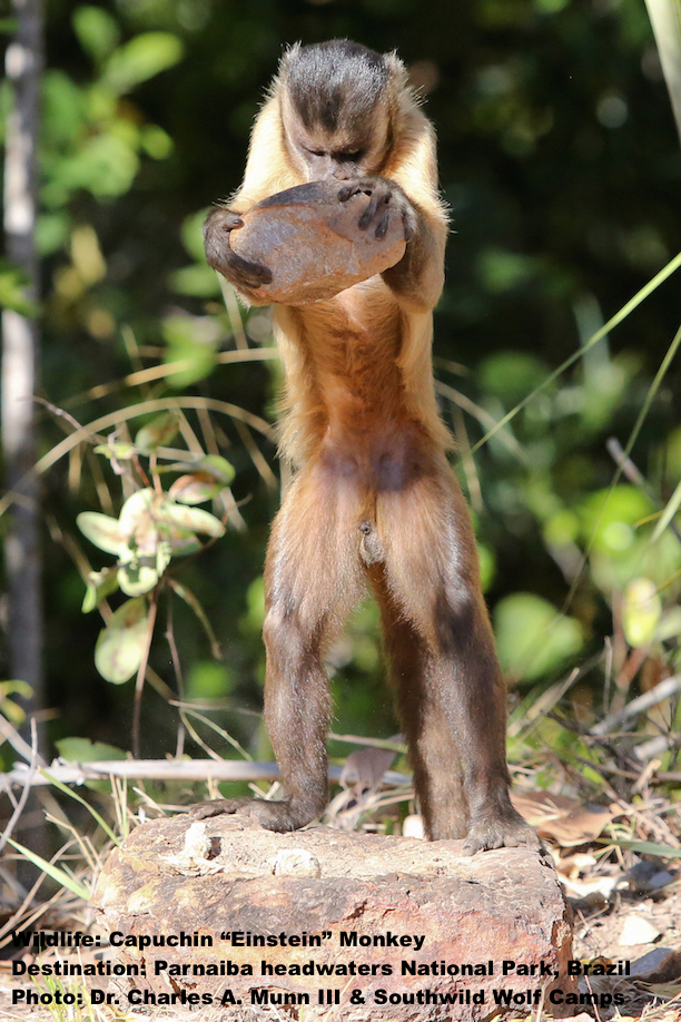 THE ONLY TOOL USING NON-APE PRIMATE ON THE PLANET ARE A SINGLE TROOP OF CAPUCHINS FOUND IN PARNAIBA HEADWATERS NATIONAL PARK, BRAZIL. IMAGE: THANKS TO ©DR. CHARLES A. MUNNN & SOUTHWILD, BRAZIL.