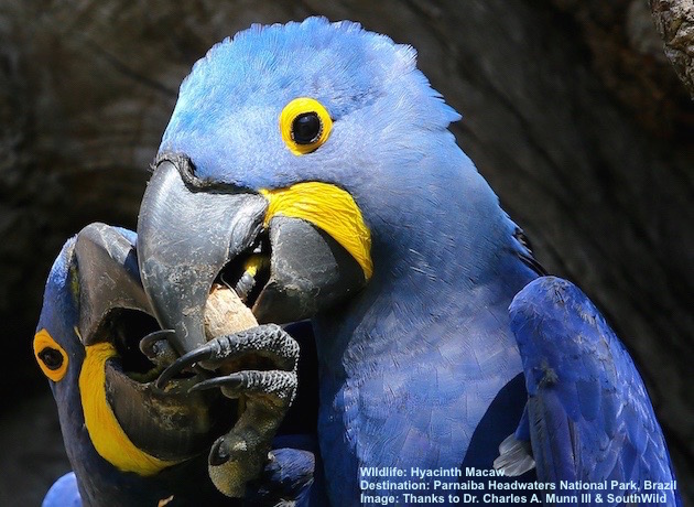 HYACINTH MACAW'S STRONG, SHARP BEAK CRACKS OPEN PALM NUTS WITH AMAZING SPEED. IMAGE: THANKS TO © DR. CHARLES A. MUNN & SOUTHWILD.
