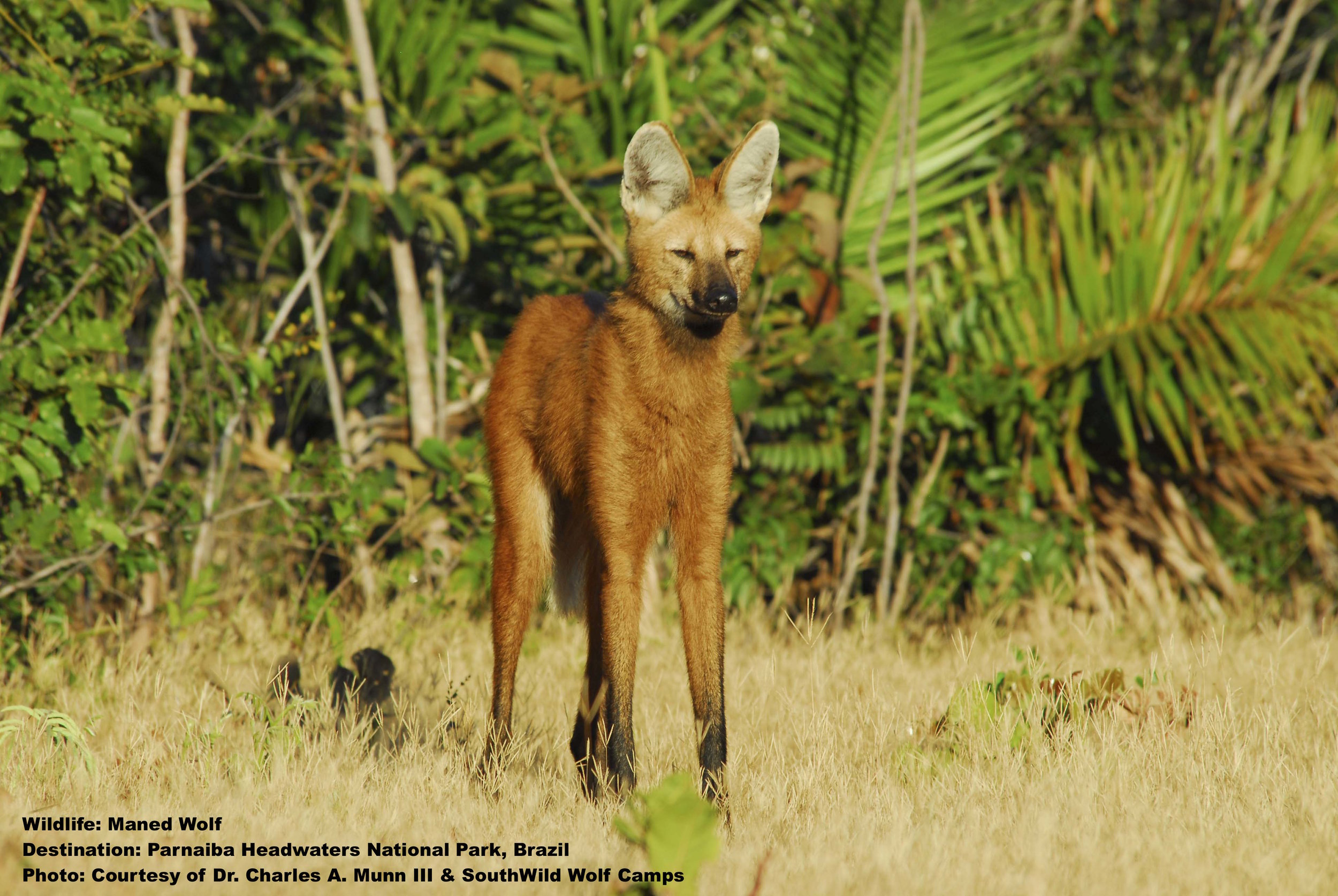 MANED WOLVES REGULARLY VISIT THE WOLF CLIFF CAMP. YOUR HOST, MAURO OLIVIERA, WILL MAKE SURE YOU HAVE A FRONT ROW SEAT TO EXPERIENCE THESE SHY, BEAUTIFUL, AND THREATENED CREATURES. IMAGE: THANKS TO ©DR. CHARLES A MUNN AND SOUTHWILD, BRAZIL.
