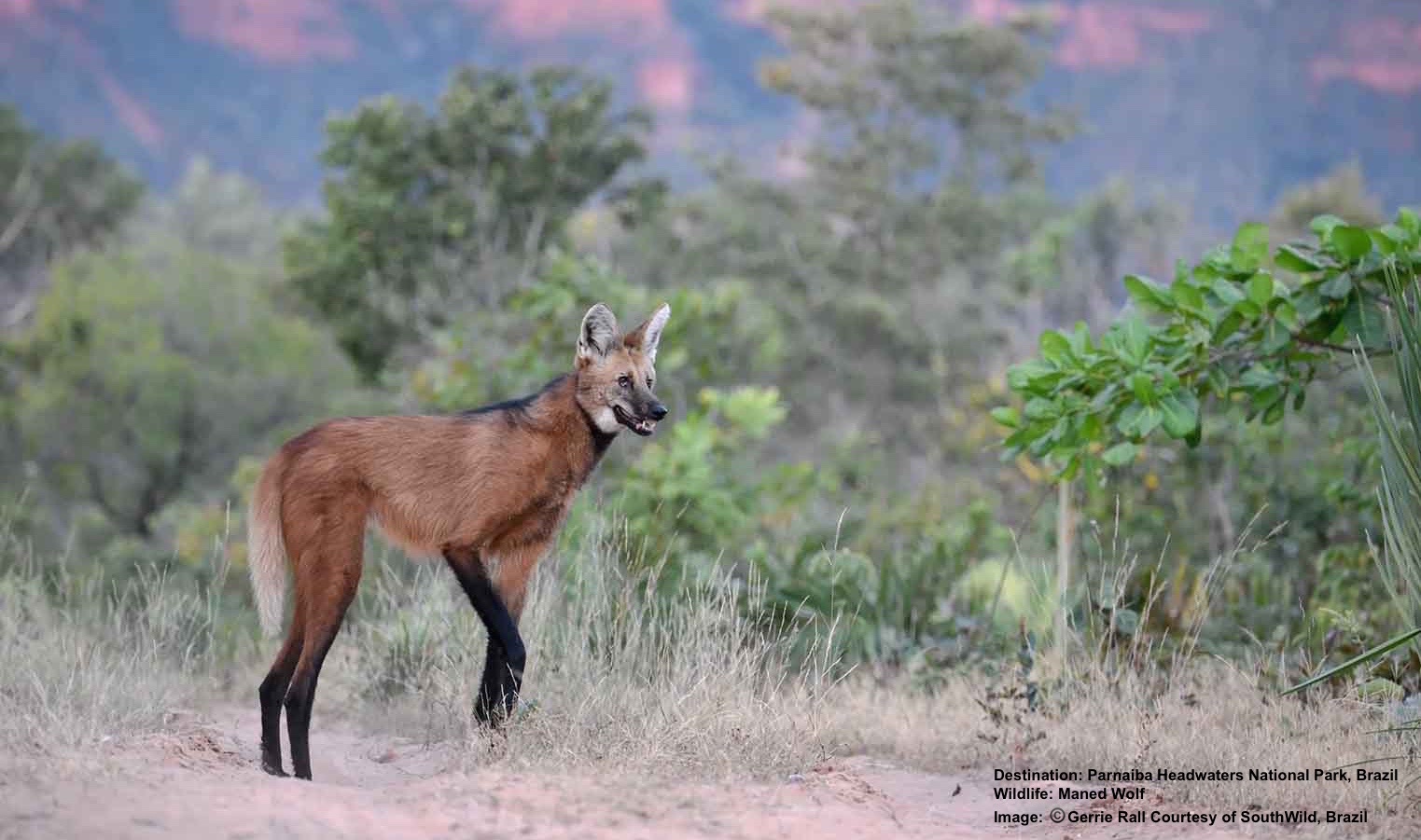 EVENINGS AT WOLF CLIFF CAMP BELONG TO THE MANED WOLF - AND YOU. IMAGE: ©GERRIE RALL, A WOLF CAMPS VISITOR, AND SOUTHWILD, BRAZIL.