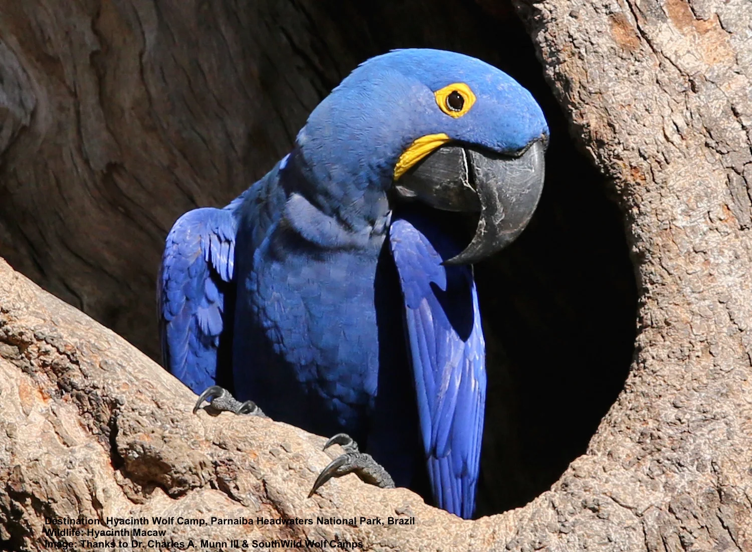 Hyacinth-macaw-Brazil-cerrado-wildlife-trafficking.jpeg