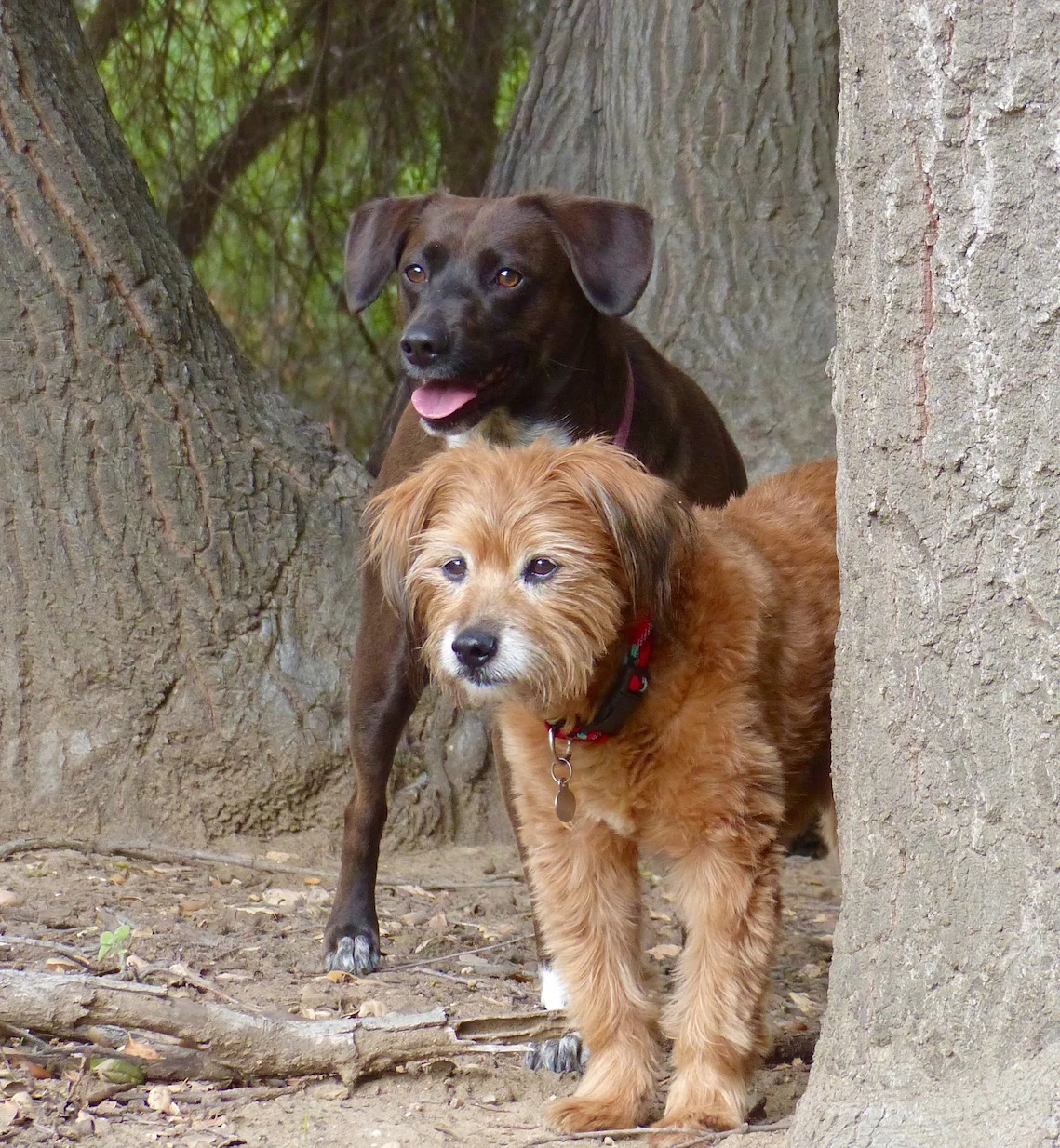 THE MAIN DIFFERENCE BETWEEN DOMESTIC DOGS & THEIR WOLF COUSINS IS LOCATED IN THE BRAIN. EVEN IN THE 'WILD" OUR ADORED PETS ARE JUST NOT AS MATURE. IMAGE: R. KRAVETTE