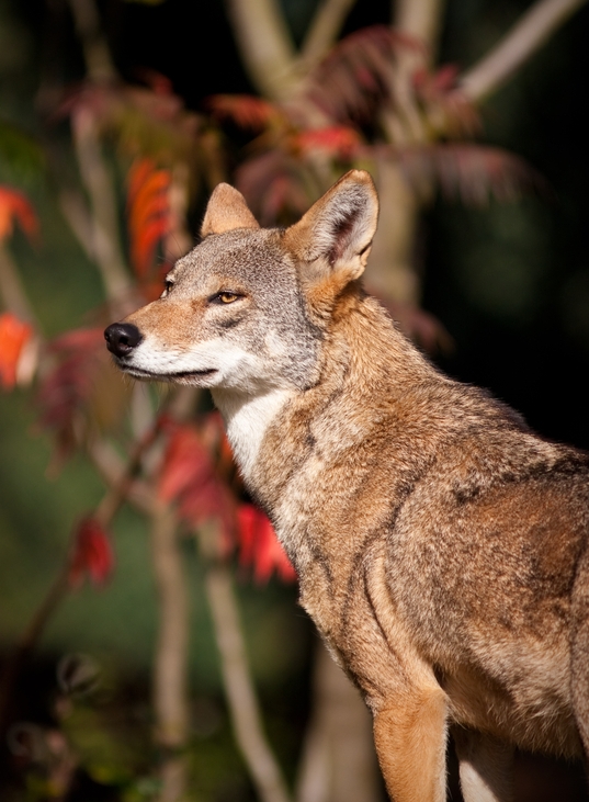 THE ENDANGERED RED WOLF IS A RELATED BUT DISTINCT CANID SPECIES, NOT A SUB-SPECIES OF THE GRAY WOLF. IMAGE: ©JEAN-EDUARD ROZEY⎮DREAMSTIME.COM