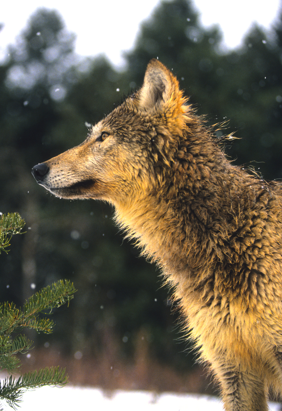 WOLVES ARE QUITE SHY, THEY WOULD RATHER AVOID HUMANS. IMAGE: ©TWILDLIFE⎮DREAMSTIME.COM