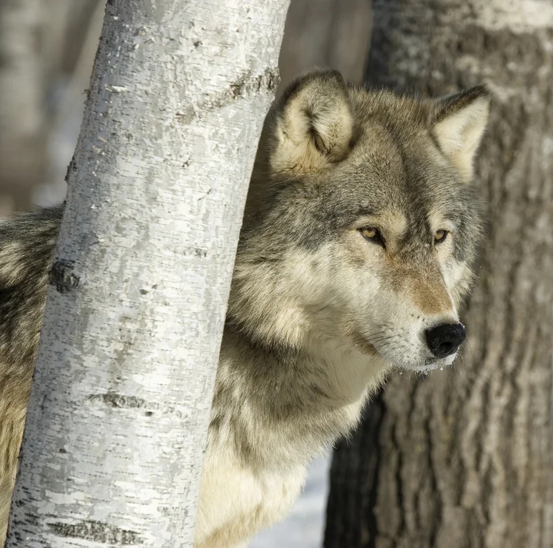A Guide to Grey Wolves. All about Grey Wolves — Destination: Wildlife™