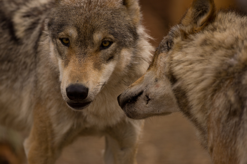 THANKS TO THE EUROPEAN UNION HABITAT DIRECTIVE OF 1992 , GRAY WOLVES, BEAR, LYNX & OTHER SPECIES ARE RETURNING. ©GRAHAMTAYLOR ⎮DREAMSTIME.COM