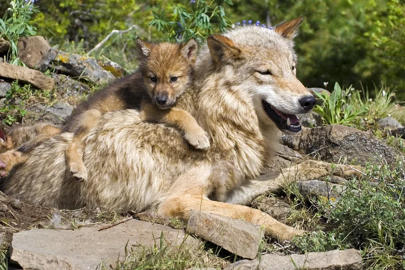WOLF CUBS ARE DEPENDENT ON THEIR MOTHERS AND/OR THE PACK FOR AT LEAST A YEAR, ALTHOUGH THEY BEGIN TO JOIN THE HUNT AT 6 TO 7 MONTHS OLD. WOLVES ARE SOCIAL, PLAYFUL, ANIMALS AND SEEM TO ENJOY THE COMPANY OF PACK MATES THROUGH OUT THEIR LIVES. IMAGE: ©DESIGNPICSSUB⎮DREAMSTIME.COM