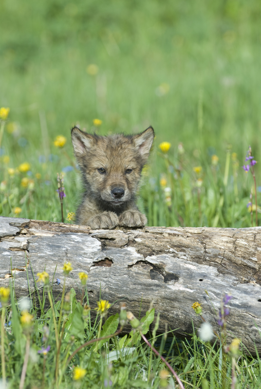 THE ENTIRE PACK, BOTH MALE AND FEMALE WOLVES CARE FOR THE CURIOUS AND PLAYFUL CUBS. IMAGE: ©OUTDOORSMAN⎮DREAMSTIME.COM