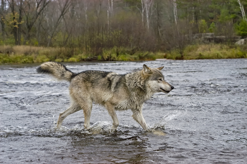 LONE GRAY WOLVES, LIKE THS ONE ON NORTHERN MINNESOTA, WILL TRAVEL HUNDREDS, EVEN THOUSANDS OF MILES IN THEIR QUEST TO FIND A MATE. IMAGE: ©OUTDOORSMAN⎮DREAMSTIME.COM