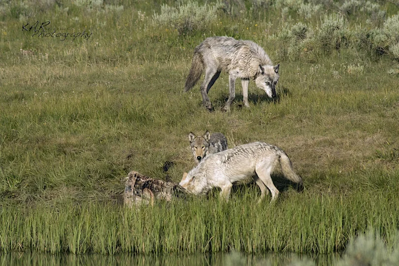 NOTICE TALL GRASS AT WATER'S EDGE. WOLVES HELP KEEP UNGULATES FROM OVER GRAZING OPEN AREAS INCLUDING RIVER & STREAM BANKS. STRENGTHENING THE BANKS KEEPS THE WATER CONTAINED. IT IS PART OF THE TROPHIC CASCADE EFFECT. YELLOWSTONE NATIONAL PARK, WYOMING IMAGE: KAR PHOTOGRAPHY