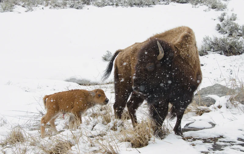YELLOWSTONE WAS FAMOUS FOR ITS BISON LONG BEFORE THE WOLVES WERE REINTRODUCED. WINTER IS A GREAT TIME TO VEIW BOTH SPECIES. IMAGE: ©BIRDIEGAL717⎮DREAMSTIME.COM