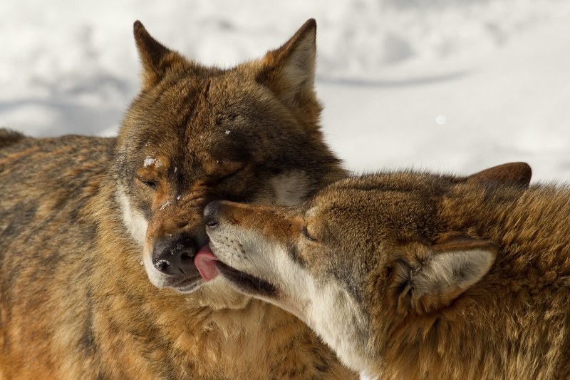 GRAY WOLVES CAN BE VERY AFFECTIONATE AND PLAYFUL AMONG PACK MEMBERS, SOME MATE FOR LIFE. IMAGE: ©RADEMAKERFOTOGRAFIE⎮DREAMSTIME.COM