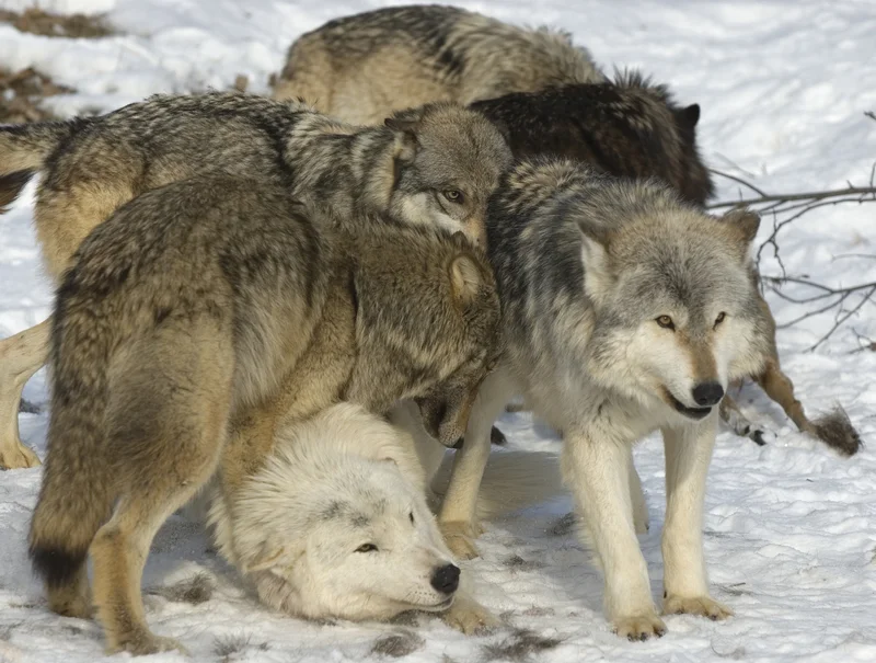 WOLVES ARE SOCIAL ANIMALS. PLAY BEHAVIOR, BOTH ALONE AND WITH OTHER PACK MEMBERS HAS BEEN WIDELY DOCUMENTED. PLAY BETWEEN PACK MEMBERS HELPS DEFINE AUTHORITY. PHOTOGRAPHED IN NORTHERN MINNESOTA. IMAGE: ©OUTDOORSMAN⎮DREAMSTIME.COM