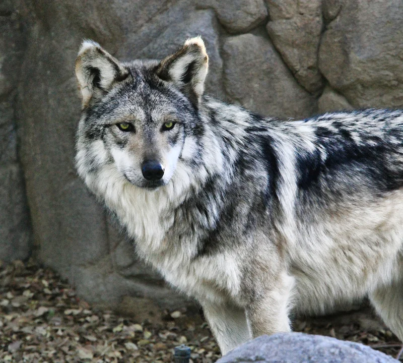 A Guide to Grey Wolves. All about Grey Wolves — Destination: Wildlife™
