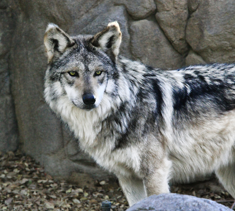 CAPTIVE BREEDING PROGRAMS, LIKE THIS ONE AT THE LIVING DESERT IN PALM SPRINGS, CALIFORNIA ARE HELPING TO SAVE THE MEXICAN GRAY WOLF FROM EXTINCTION. image: ©Lon Dean⎮Dreamstime.com