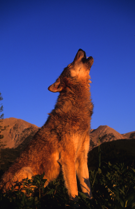 HOWLING IS A MEANS OF COMMUNICATION SOMETIMES USED TO LOCATE THE PACK IF A WOLF GETS "LOST" IMAGE: ©TWILDLIFE⎮DREAMSTIME.COM