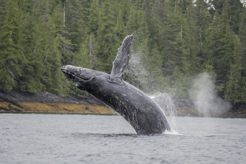 Humpback-whale-Prince-of-wales-island.jpeg