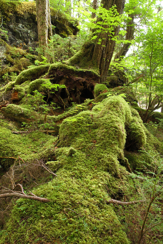 THE UNIQUE ECOLOGY OF THE OLD GROWTH, TEMPERATE RAINFOREST, TONGASS NATIONAL FOREST, CREATES A HABITAT NOT FOUND ANYWHERE ELSE IN THE WESTERN HEMISPHERE. IMAGE: ©LINDA BAIR⎮DREAMSTIME.COM