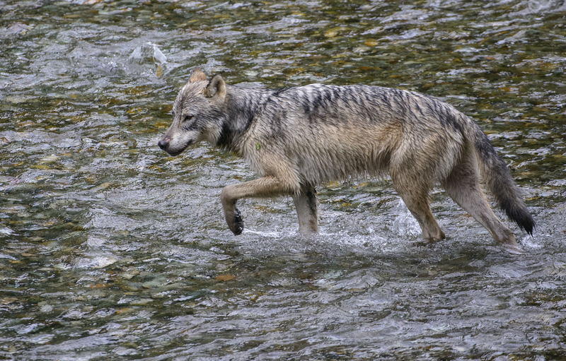 PRINCE OF WALES IS HOME TO THE THREATENED SWIMMING & FISHING ALEXANDER ARCHIPELAGO GRAY WOLF. IMAGE: ©Jorn Vangoidtsenhoven⎮dreamstime.com